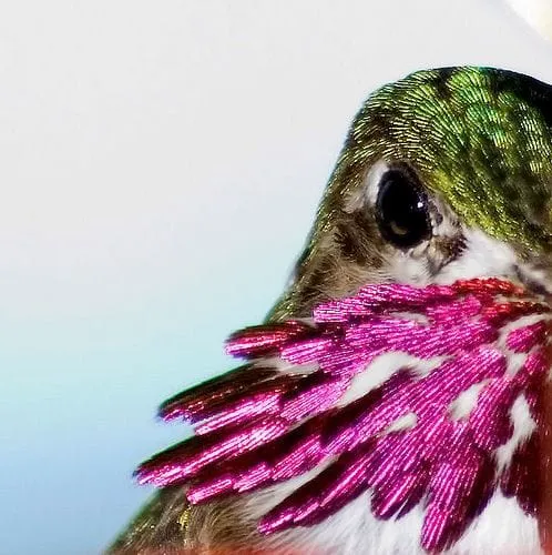 Hummingbird - Made to Order - Please Send Inquiry